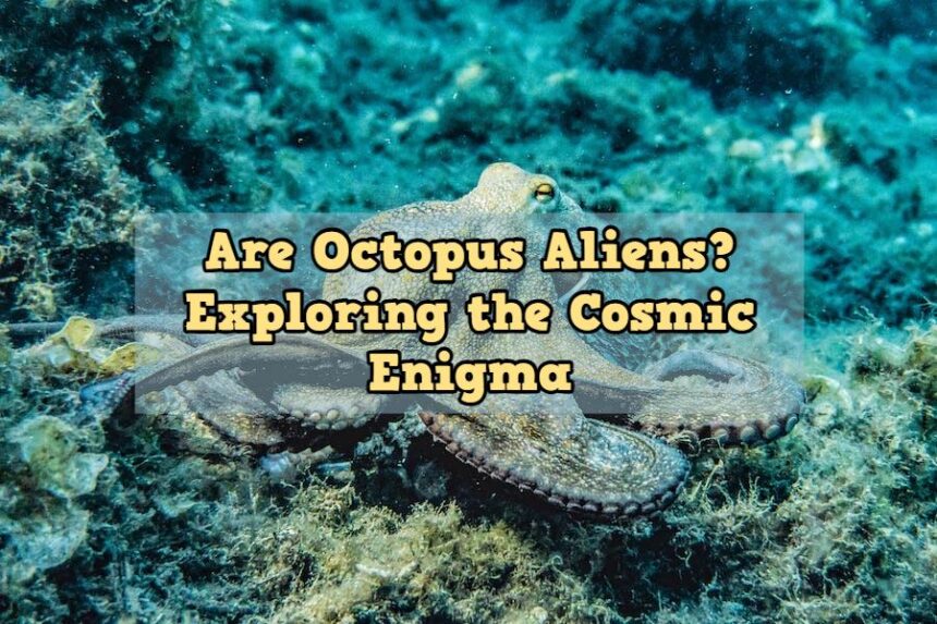 Are Octopus Aliens