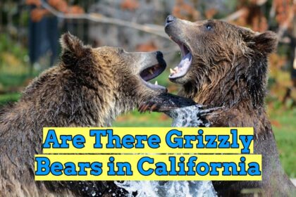 Are There Grizzly Bears in California