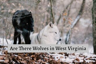 Are There Wolves in West Virginia
