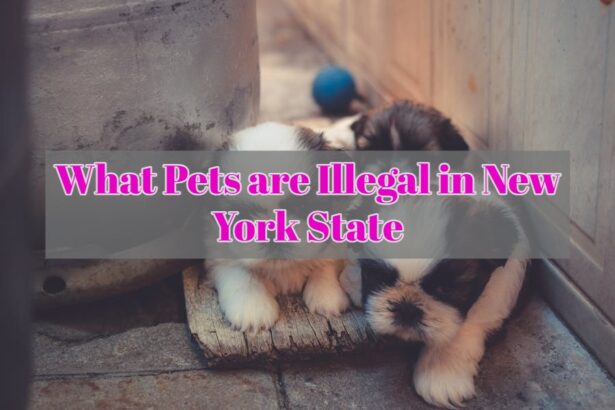 What Pets are Illegal in New York State