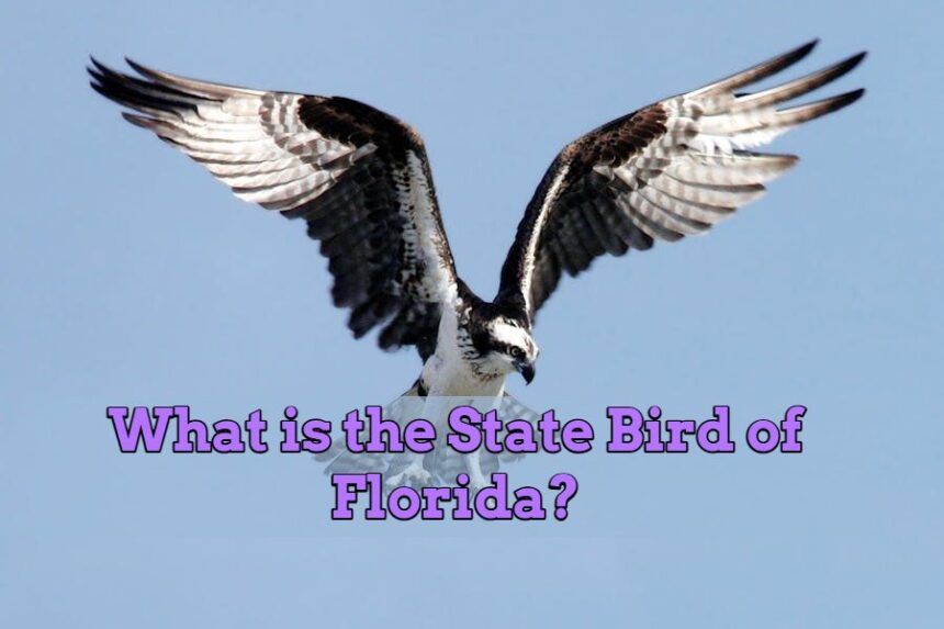 What is the State Bird of Florida