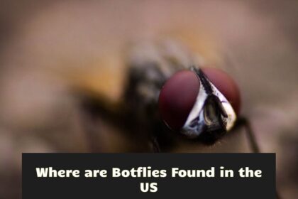 Where are Botflies Found in the US