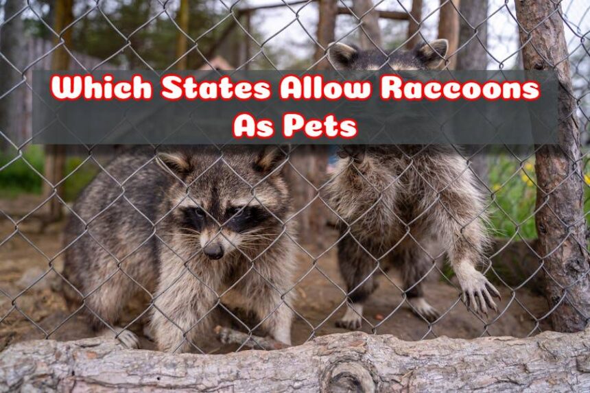 Which States Allow Raccoons As Pets