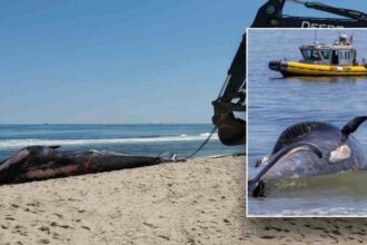 Cruise Ship Docks In NYC Port With 44-Foot Endangered Sei Whale Dead On Its Bow