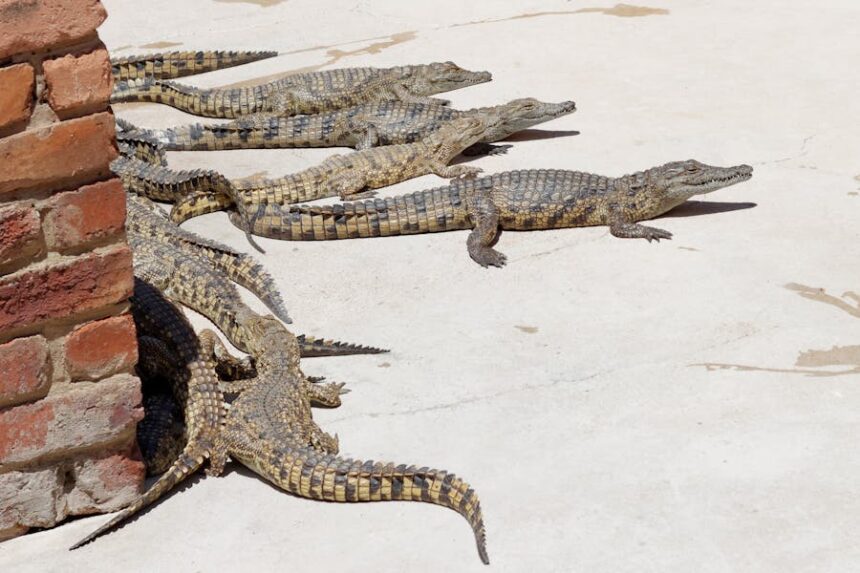 Alligators vs Crocodiles