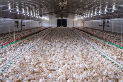 How to Ensure Optimal Conditions for Chickens in Large Farms