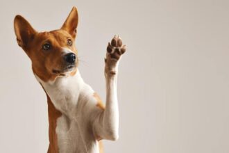 How to Help Your Dog Age Like a Pro (Because They Deserve It)