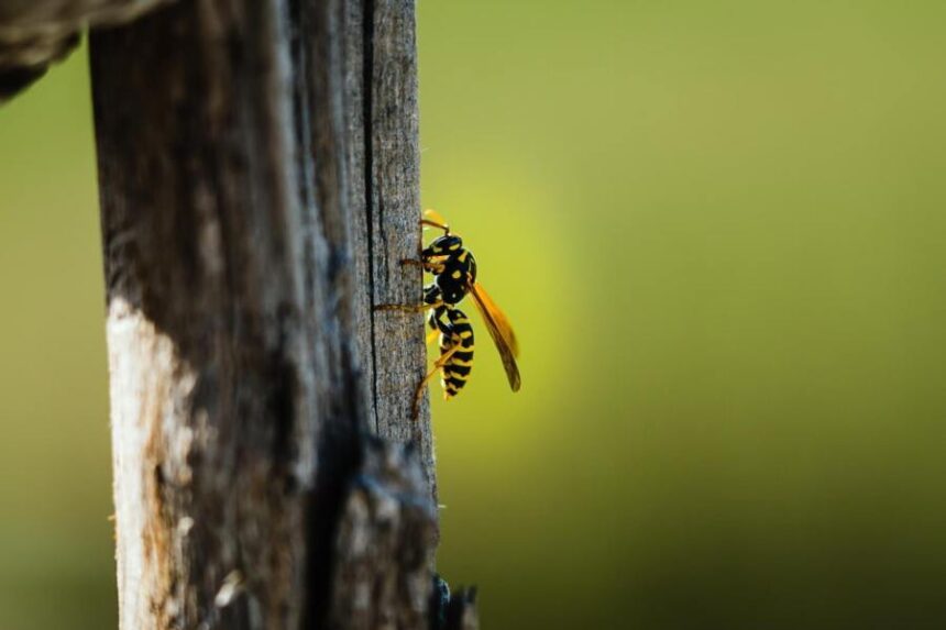 Top Signs You Need Wasp Removal Services in Orange County