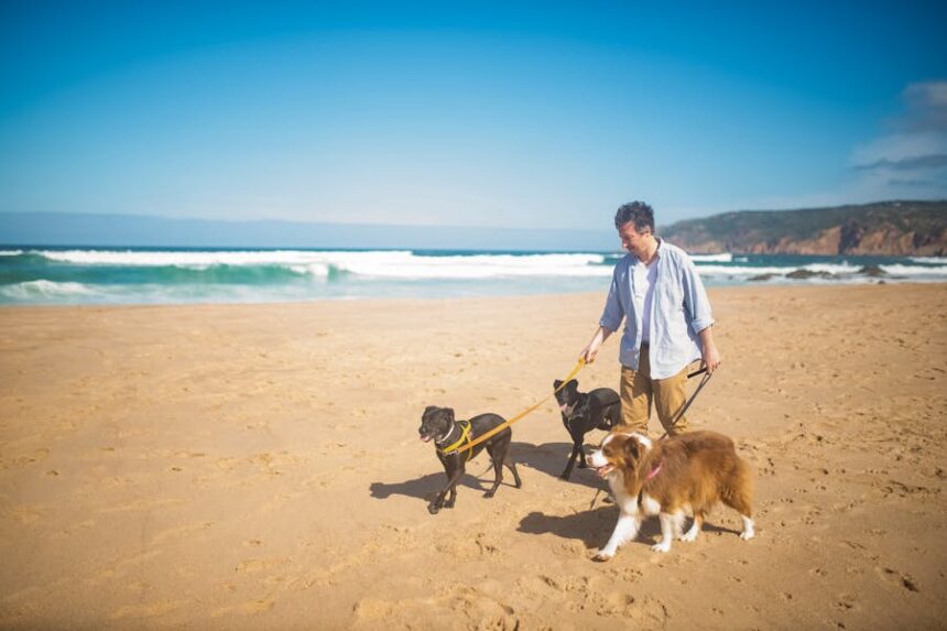 Traveling with Dogs