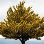What Does a Cottonwood Tree Look Like