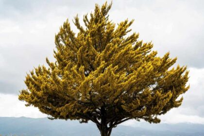 What Does a Cottonwood Tree Look Like