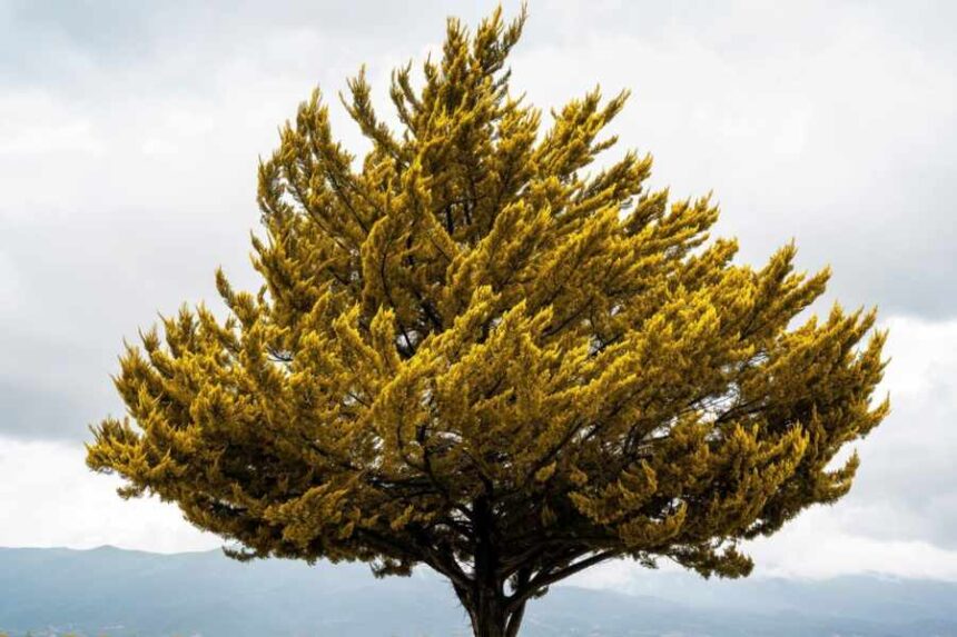 What Does a Cottonwood Tree Look Like