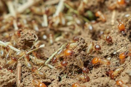 Why Early Detection Is Essential for Protecting Homes From Termite Damage