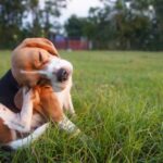 Is Your Dog Allergic