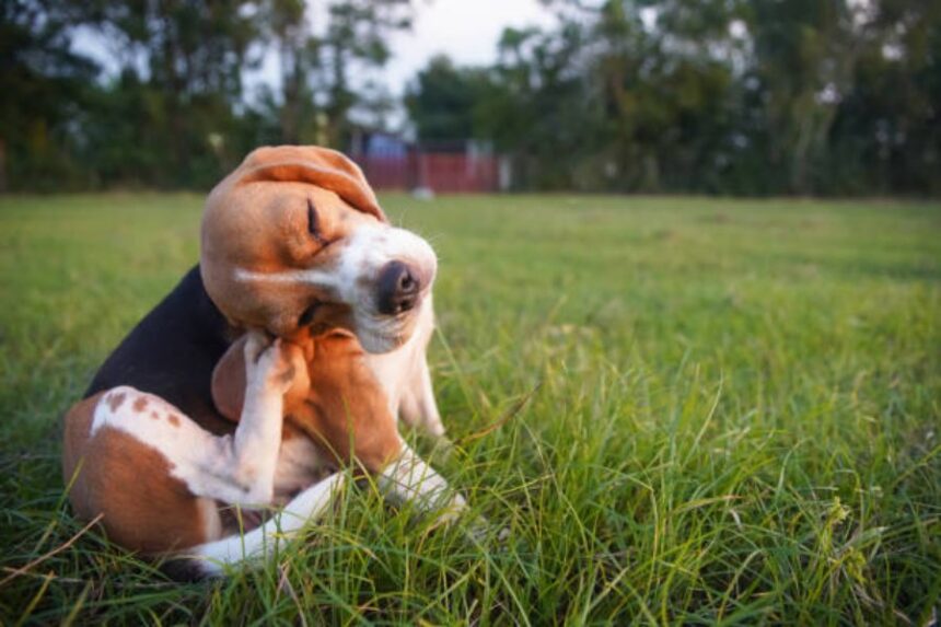 Is Your Dog Allergic