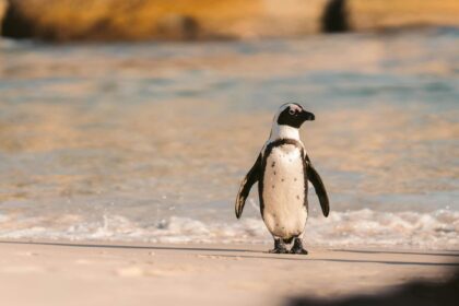 pedro the penguin