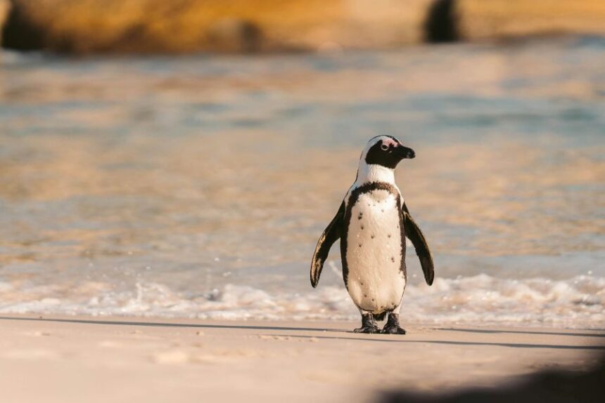 pedro the penguin