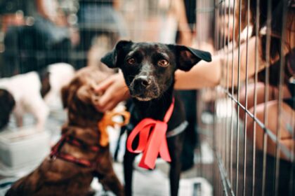 san pedro animal shelter